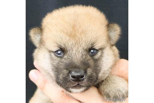 成約済の愛知県の柴犬-192185の10枚目